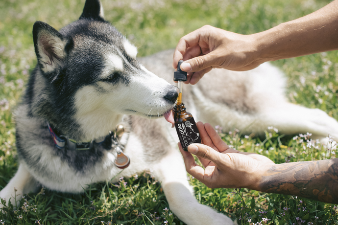 The Safety of CBD for Pets.
